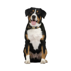 Collection image for: Honden