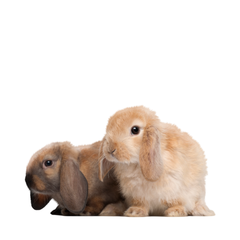 Collection image for: Kleindieren