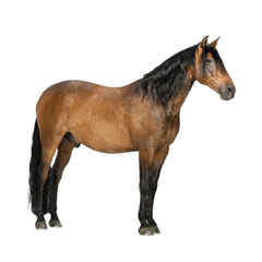 Collection image for: Paarden