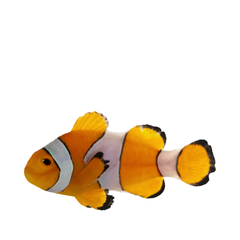 Collection image for: Vissen