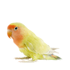 Collection image for: Vogels