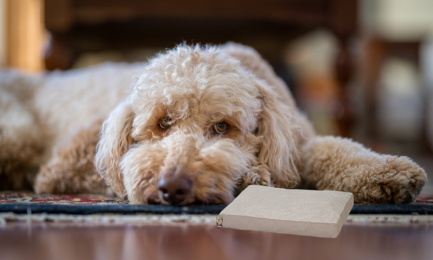 <h3>Zolux hondenkussens</h3>